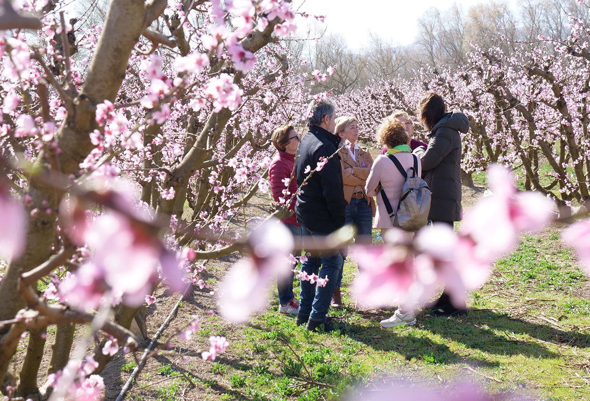 La Ribera d’Ebre programa diverses experiències turístiques per gaudir de la floració dels arbres fruiters