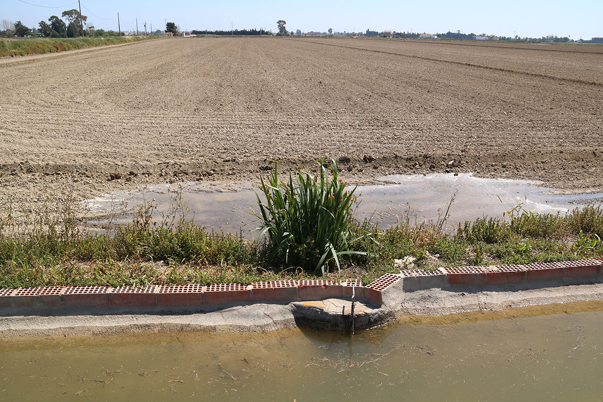 El delta de l’Ebre es prepara per iniciar la campanya de l’arròs amb la meitat de dotació d’aigua de reg